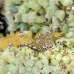 shrimp_cleaner_spotted_dome_nwp_h_0205_tci2156.jpg